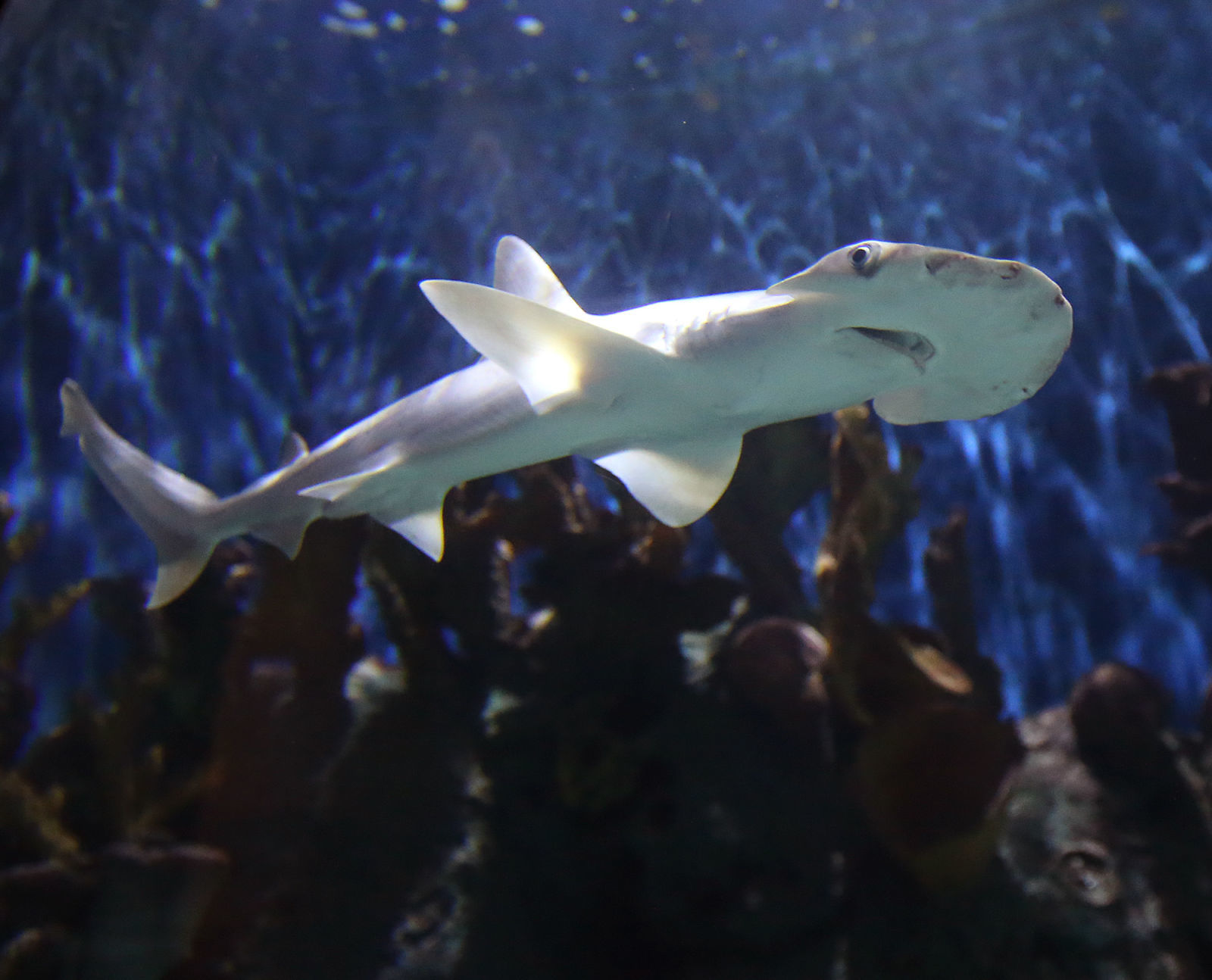 Shark